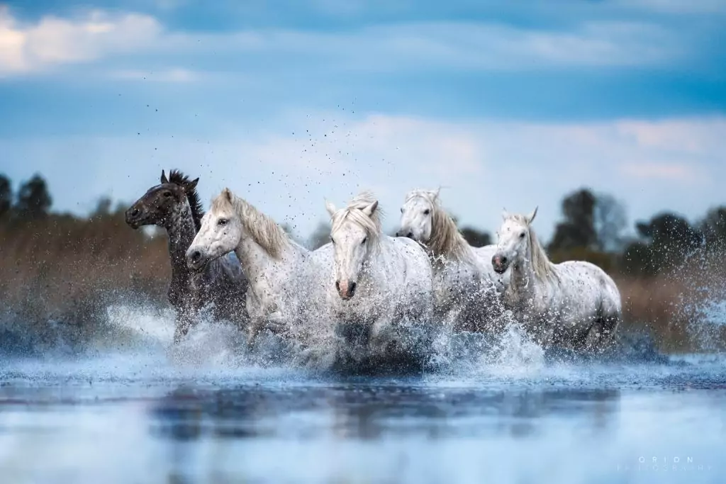 Les chevaux sont des animaux majestueux qui ont accompagné l’humanité au fil des siècles.
Quoi de plus fascinant que de les photographier, en liberté en plein coeur de la Camargue ?
Apprenez, lors de cette formation, à photographier le cheval en portrait et en mouvement dans différentes conditions de lumière naturelle